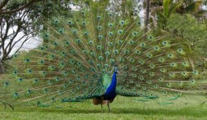 peacock-art